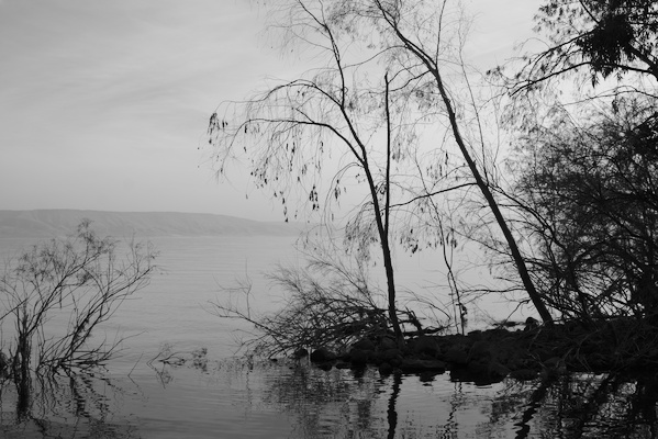 trees on the shore in black and white