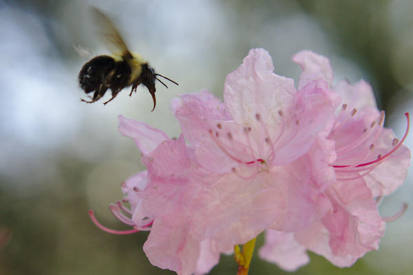 bumblebee on a white to mauve rhododendron blossom
