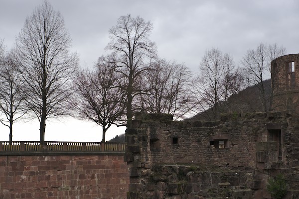 ruins of the castle at Heidelberg with some trees on a grey spring day