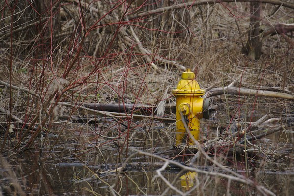 yellow fire hydrant in shallow water