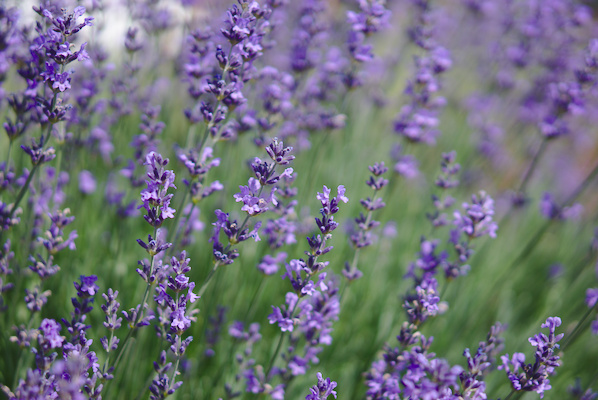 bush of lavender with many flowers