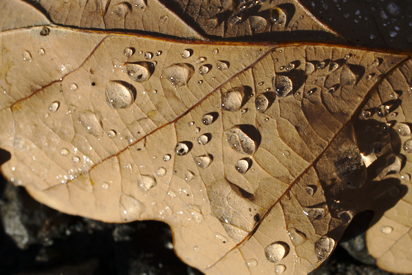 fallen oak leaf with raindrops