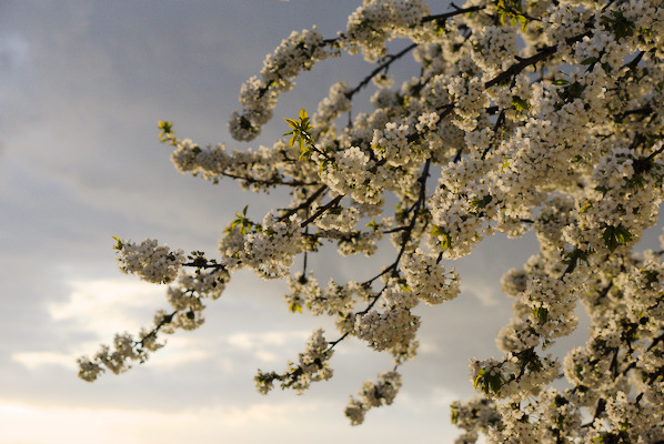 cherry tree with flowers and dark clouds in the background