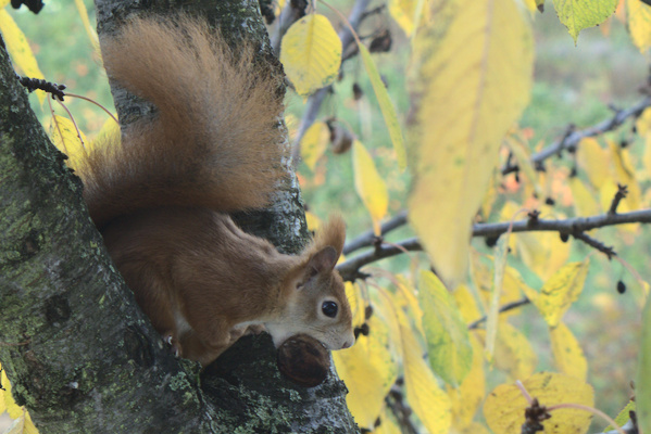 squirrel in a tree with a walnut