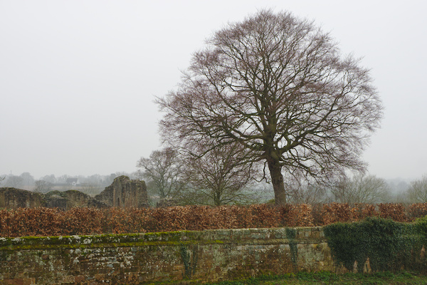 tree in front of ruins of Kenilworth Castle
