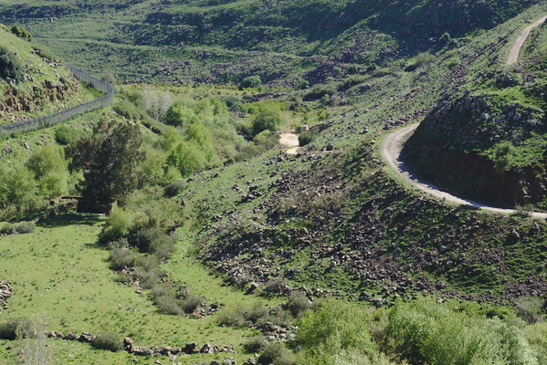 valley with trees and rocks