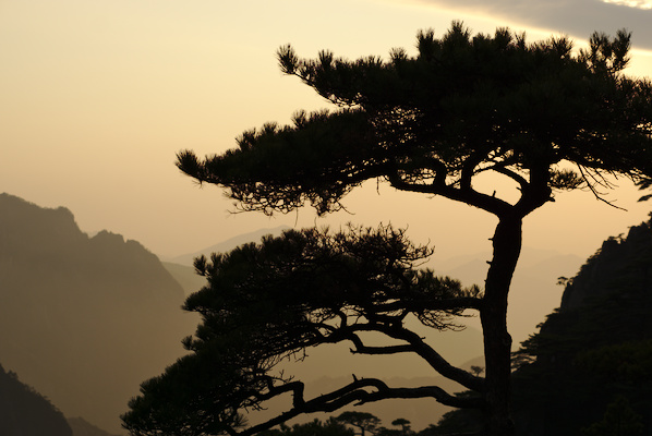 silhouette of a tree in front of mountains