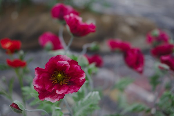 red flowers with a very narrow depth of field