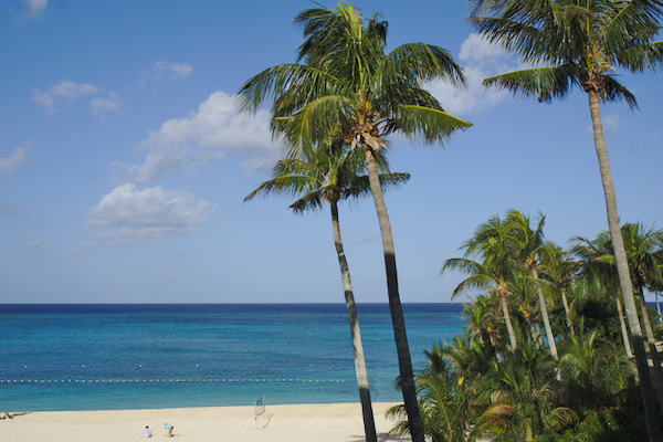 sandy beach and palm trees