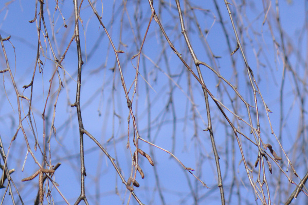 shiny branches of birch in front of blue sky