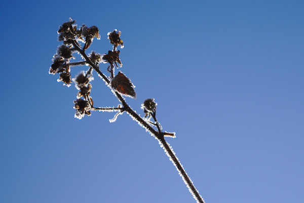 rime on dry blackberries with blue sky in the background