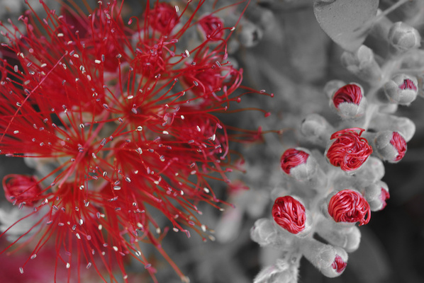 flower and buds of Melaleuca citrina