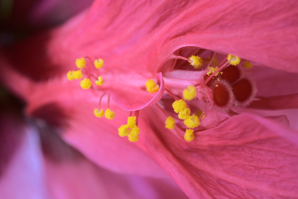 details of a hibiscus flower