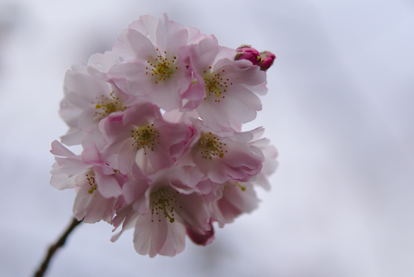 branch of a cherry tree with many blossoms