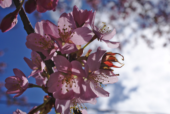 cherry flowers on a branch against the sky with white clouds