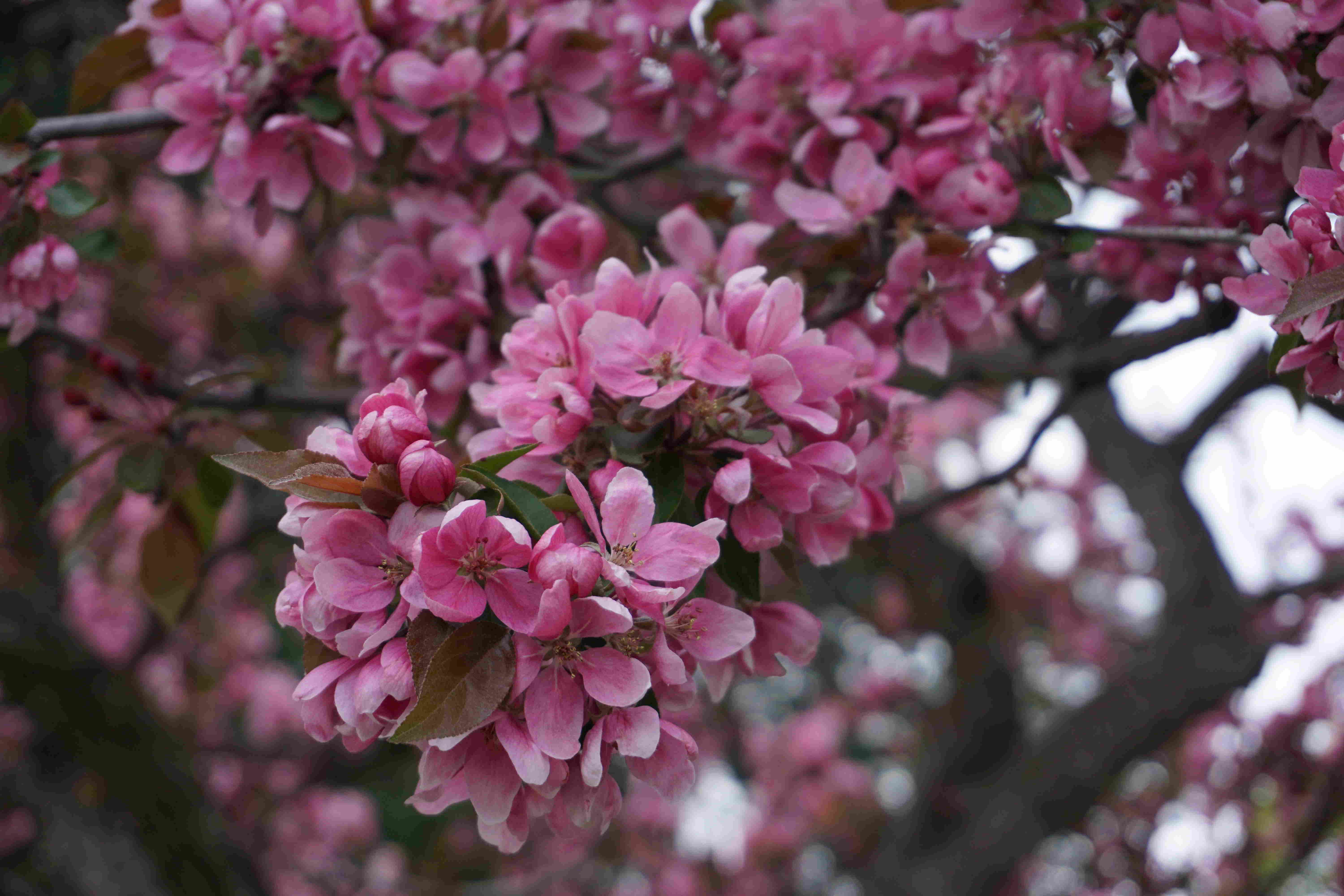 cherry blossom