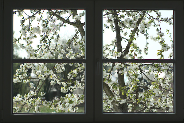 four-part window with flowering cherry tree behind the glass