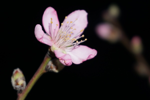 cherry flower and buds in the dark
