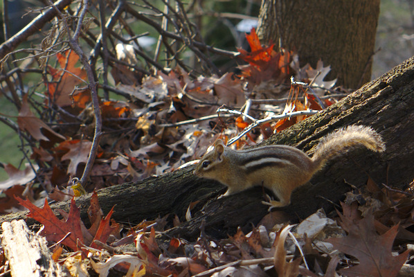 chipmunk on a branch on the ground with colorful leaves around