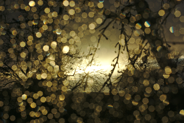 water drops in the foreground with trees in sunset color in the background