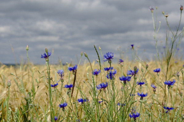 cornflowers in front of a grainfield and clouds in the background