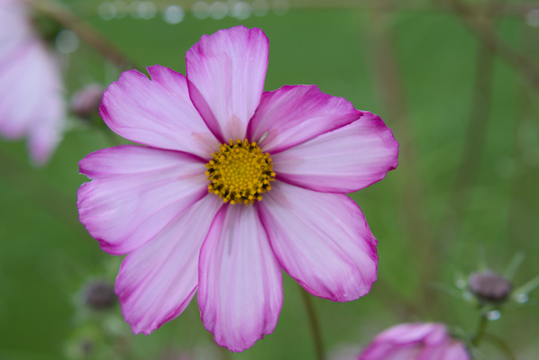 details of a violett garden cosmos