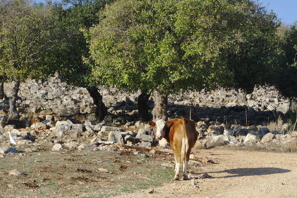 cow on stony ground with trees