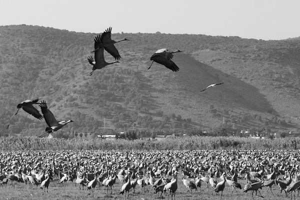 many standing and some flying cranes with mountains in the background