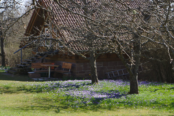 lawn in front of a house with trees and flowering crocusses