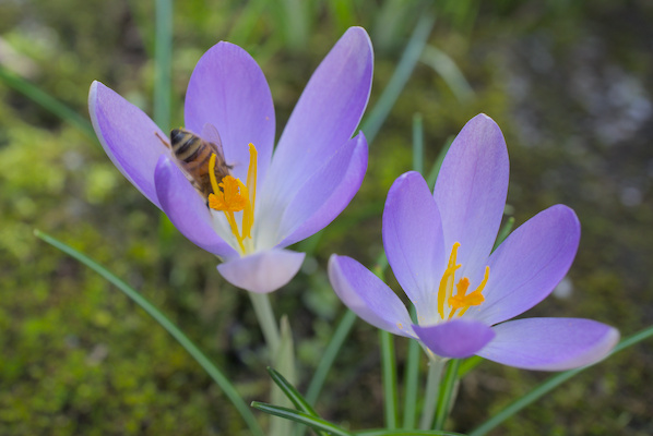 two violet crocuses with a bee