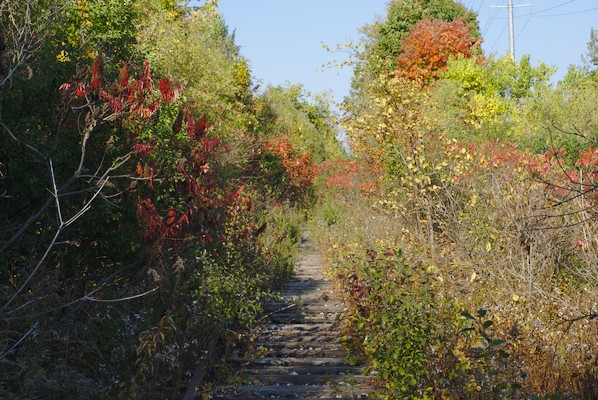 traintracks overgrown with trees in fall colors