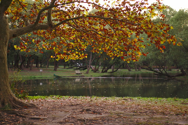 tree with golden leaves in front of a lake