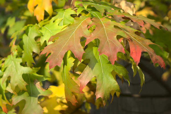 maple leaves from green to yellow, orange, and red