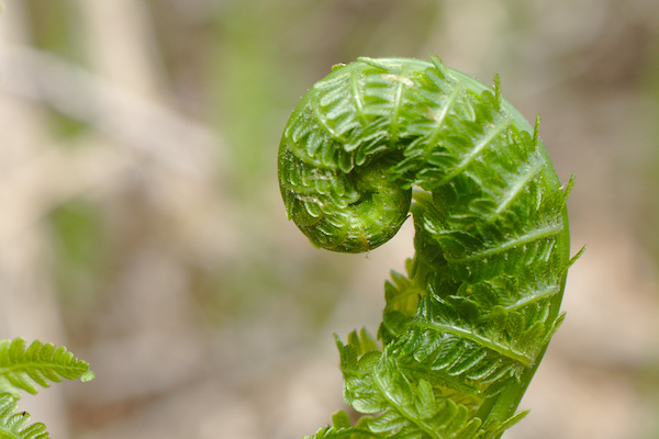 unrolled fern