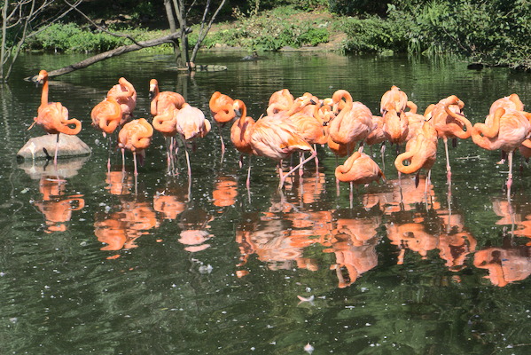 many flamingos in a lake
