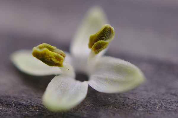 small flower from a tree on a picnic table