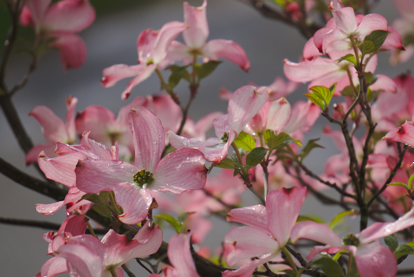 pink flowers with some rain drops