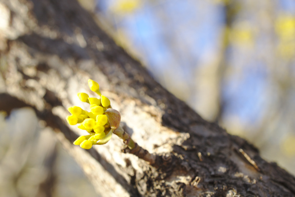 bark of a tree with yellow buds