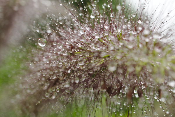 close-up of the inflorescence of a fountain grass with water drops