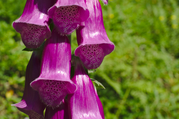 details of the flowers of a foxglove