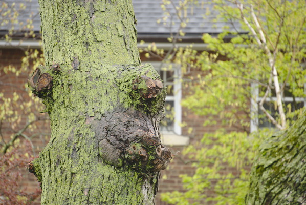 stem of a tree with shapes that look like head and feet