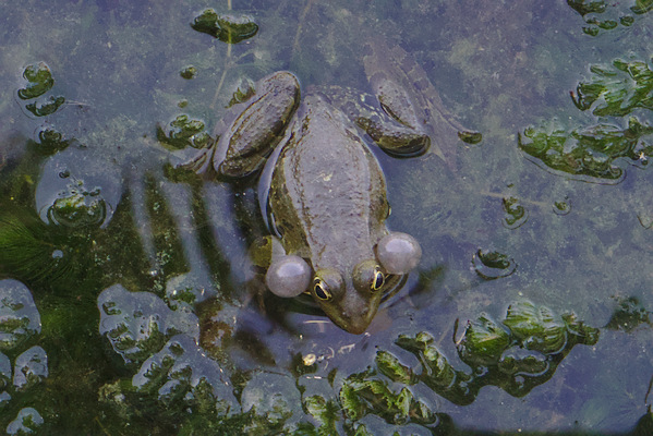 frog in the water