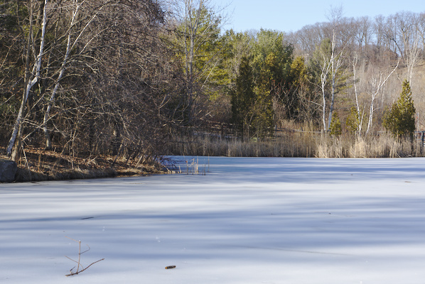 white and blue ice layer on a lake with trees in the background