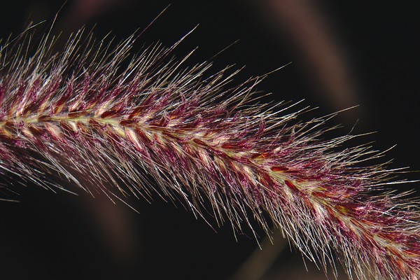 spike of a grass in the dark