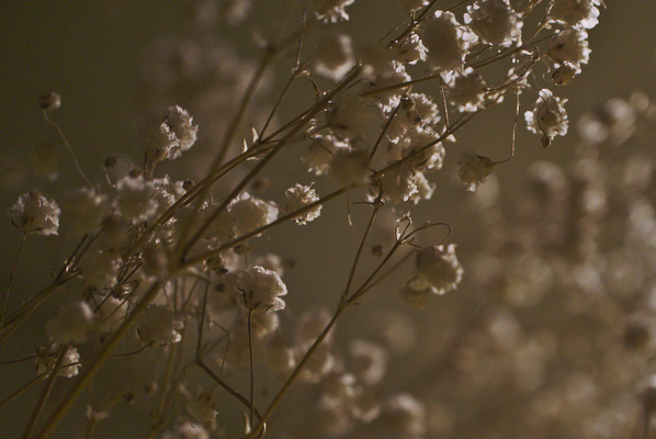 little white flowers on a branch