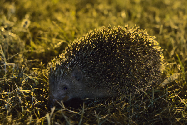 hedgehog in grass