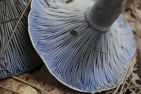 indigo lactarius upside down on forest soil