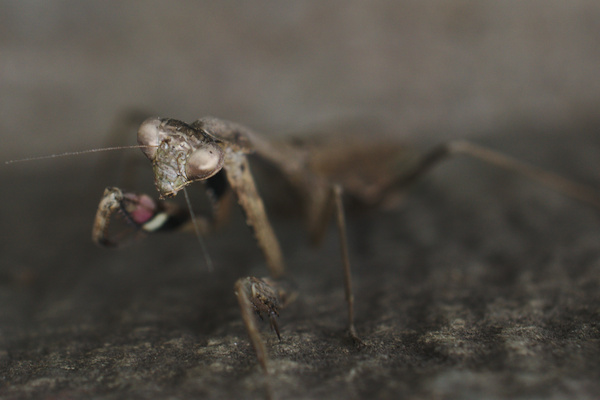 detail of an insect on a dark staircase