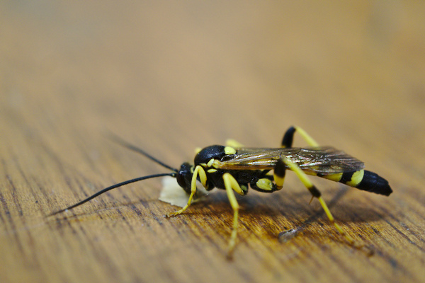 insect in black and yellow on a wooden table