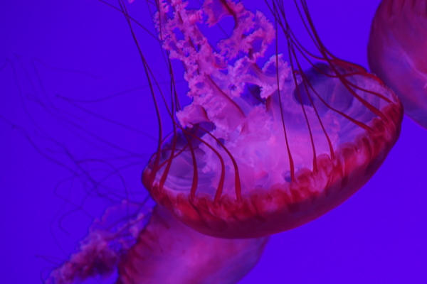 red jellyfish in blue water